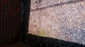 空き家管理　草抜き　不用品回収　片付け　女性スタッフ便利屋　広島県呉市